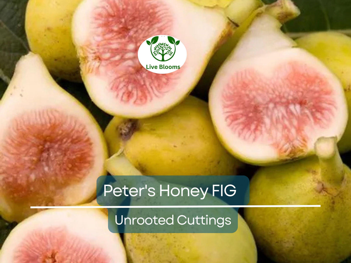 Peter's Honey Fig Cuttings - 2 Unrooted Figs, 6"+, 3+ Nodes, Ficus carica, Sweet Honey Flavor, Easy to Root
