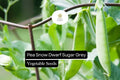 Pea Snow Dwarf Sugar Grey Seeds | Compact Heirloom Non-GMO Pisum sativum for Salads & Stir-Fries