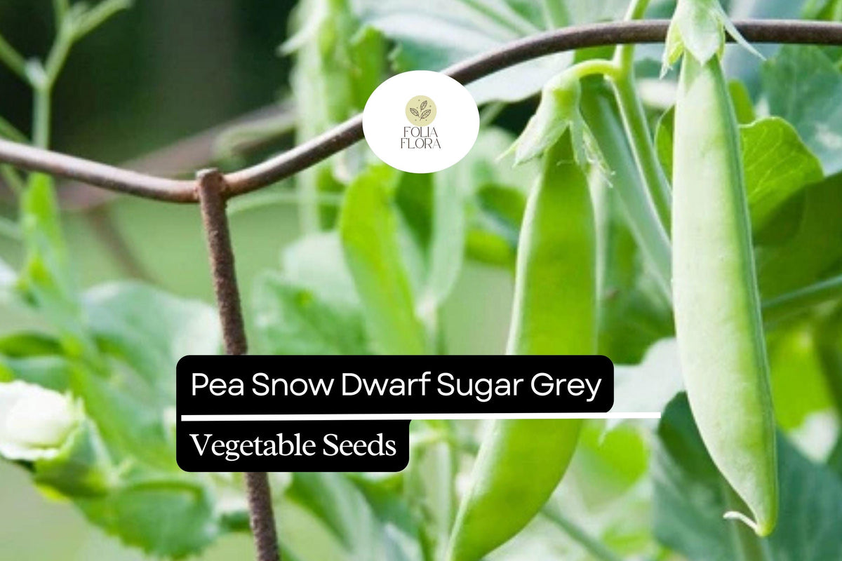 Pea Snow Dwarf Sugar Grey Seeds | Compact Heirloom Non-GMO Pisum sativum for Salads & Stir-Fries
