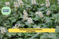 10 Rooted Pachysandra procumbens Cuttings | Native Allegheny Spurge Ground Cover for Shade Gardens