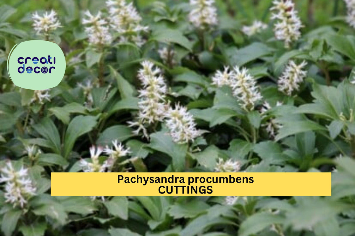 10 Rooted Pachysandra procumbens Cuttings | Native Allegheny Spurge Ground Cover for Shade Gardens