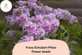 Franz Schubert Phlox Seeds – Perennial Lavender-Pink Blooms, Phlox paniculata, Butterfly & Hummingbird Attracting