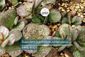 Adromischus Maculatus ‘Calico Hearts’ Succulent – Spotted Chocolate Drop Live Plant, Drought-Tolerant Indoor or Outdoor Plant