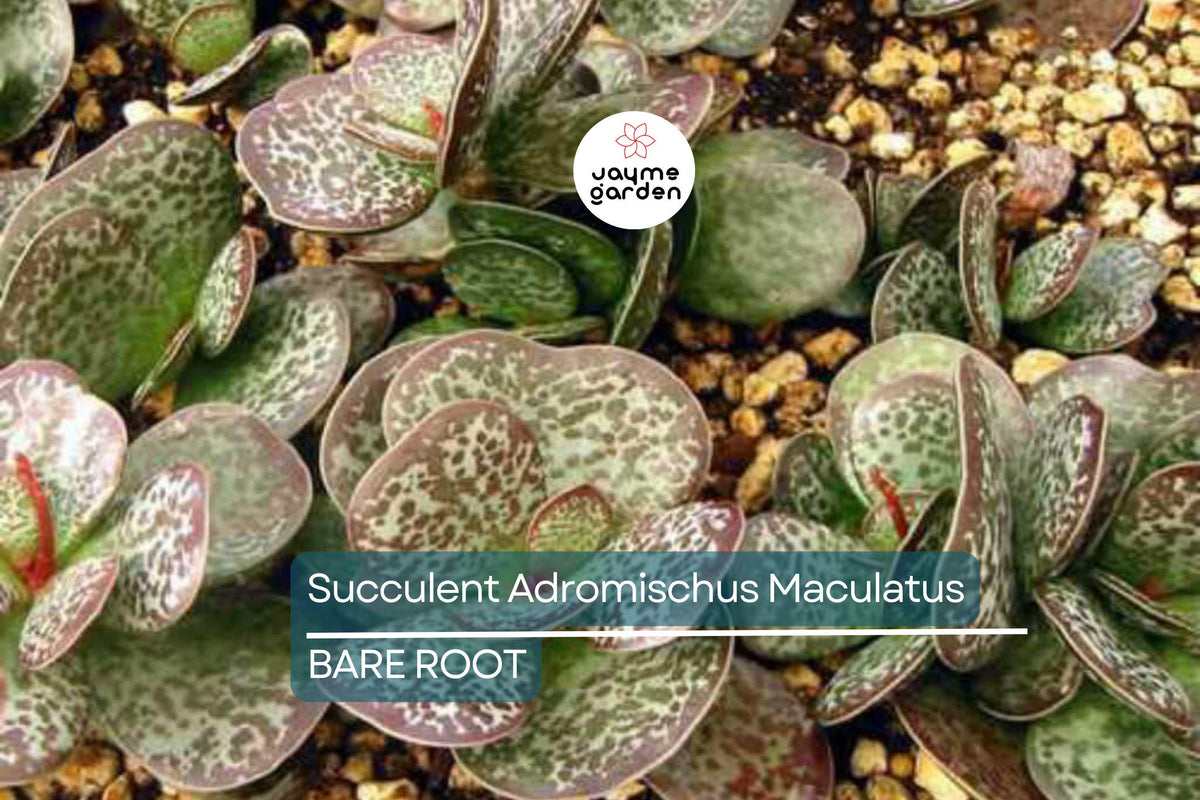 Adromischus Maculatus ‘Calico Hearts’ Succulent – Spotted Chocolate Drop Live Plant, Drought-Tolerant Indoor or Outdoor Plant