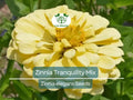100 Seeds Zinnia Tranquility Mix (Zinnia elegans) Double Bloom Flowers for Butterflies & Hummingbirds, Vibrant Garden Blooms
