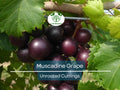 Fresh Muscadine Grape Clippings (Vitis rotundifolia) for Propagation, Grafting & Vineyard Growth, Organic Wild Grown, 8 Unrooted Cuttings