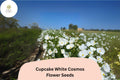 200+ Cupcake White Cosmos Seeds | Cosmos bipinnatus White Semi-Double Flower Garden Seeds
