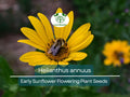 250 mg Helianthus annuus Early Sunflower Seeds – Bright Yellow Blooms, Pollinator-Friendly, Summer Garden, Easy to Grow