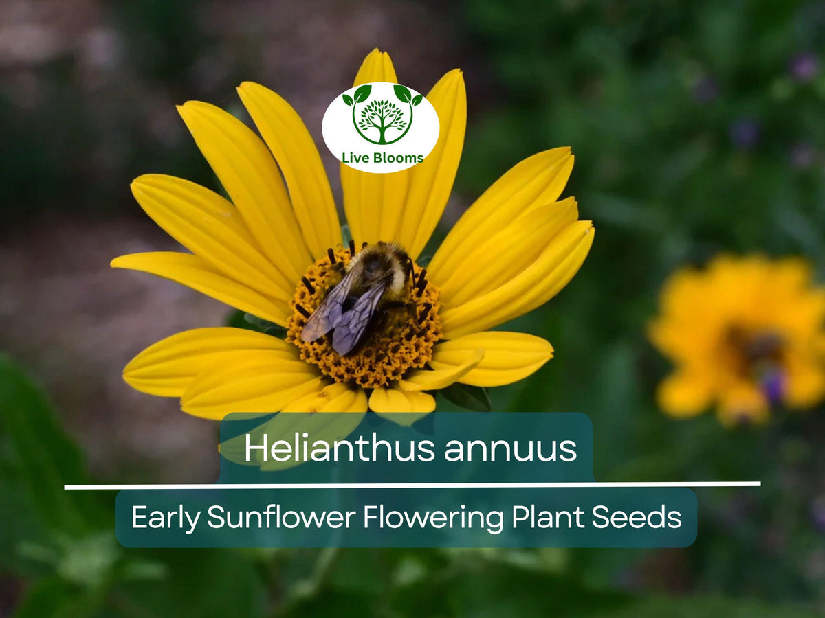 250 mg Helianthus annuus Early Sunflower Seeds – Bright Yellow Blooms, Pollinator-Friendly, Summer Garden, Easy to Grow