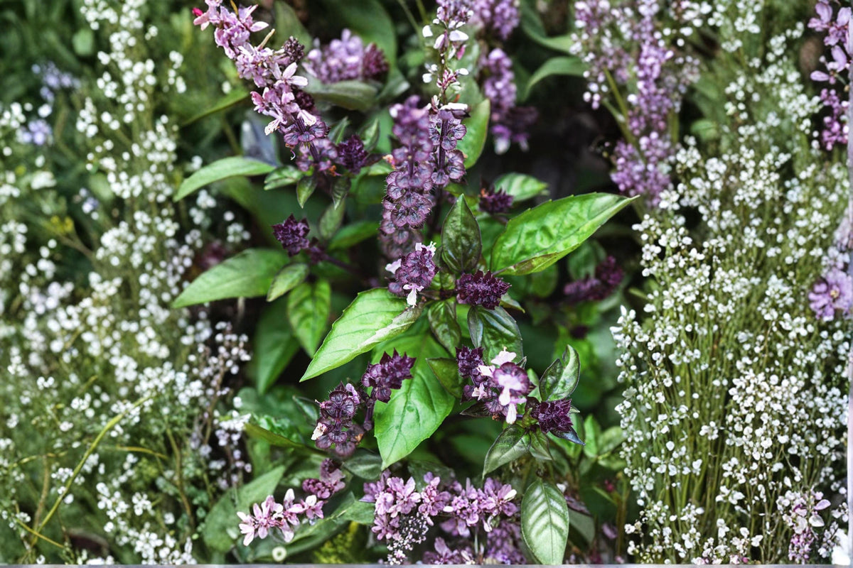 Cinnamon Basil Seeds – Ocimum basilicum Herb Pack of 75, Aromatic Edible Garden Favorite, Pollinator-Friendly, Container Suitable