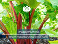 Rhubarb Victoria Bare Root Plant – Heirloom Perennial Vegetable for Garden, Organic, Tart Stalks, Easy to Grow, Edible Garden Favorite