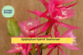 Epiphyllum ‘Seahorses’ Orchid Cactus – Live Well-Rooted 4” Pot, Epiphytic Succulent with Colorful Flowers for Indoor & Patio Decor