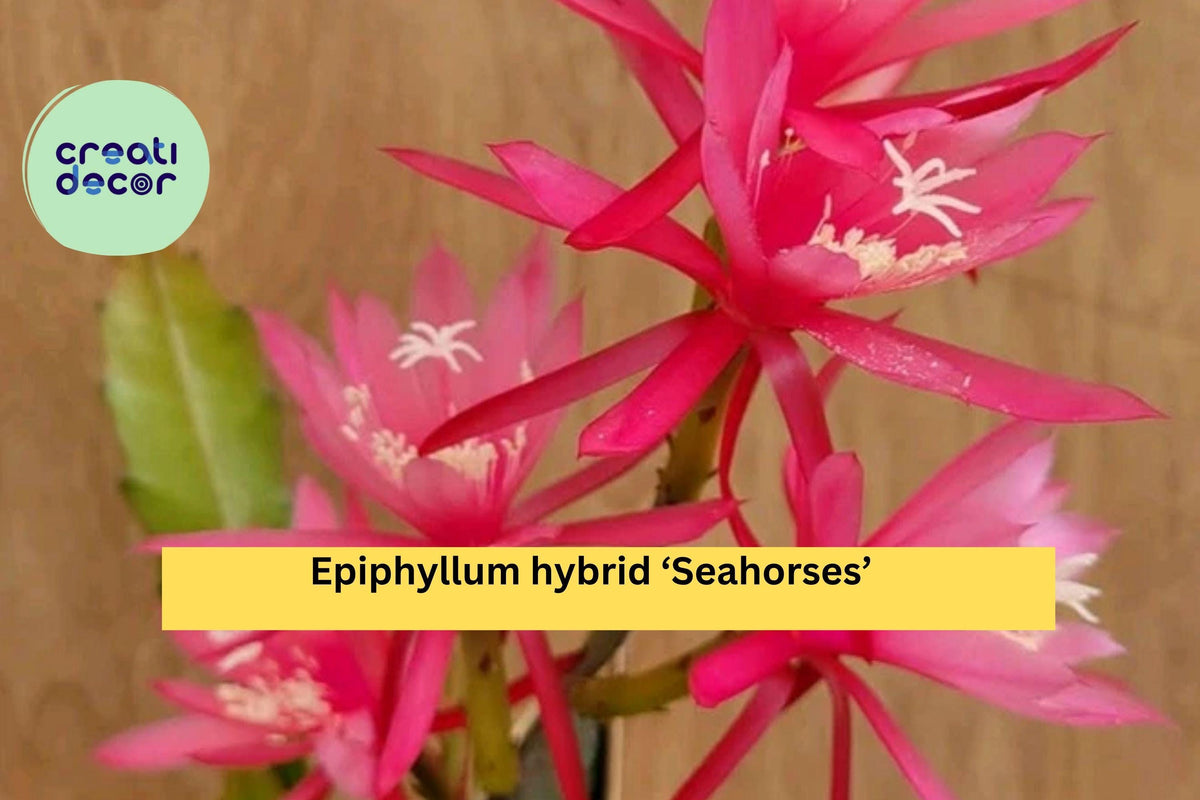 Epiphyllum ‘Seahorses’ Orchid Cactus – Live Well-Rooted 4” Pot, Epiphytic Succulent with Colorful Flowers for Indoor & Patio Decor