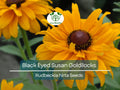 Black Eyed Susan Seeds, Rudbeckia hirta, Double Blooms, Perennial, Non-GMO, Pollinator-Friendly, Vibrant Flowers, Garden Plant, Wildflower