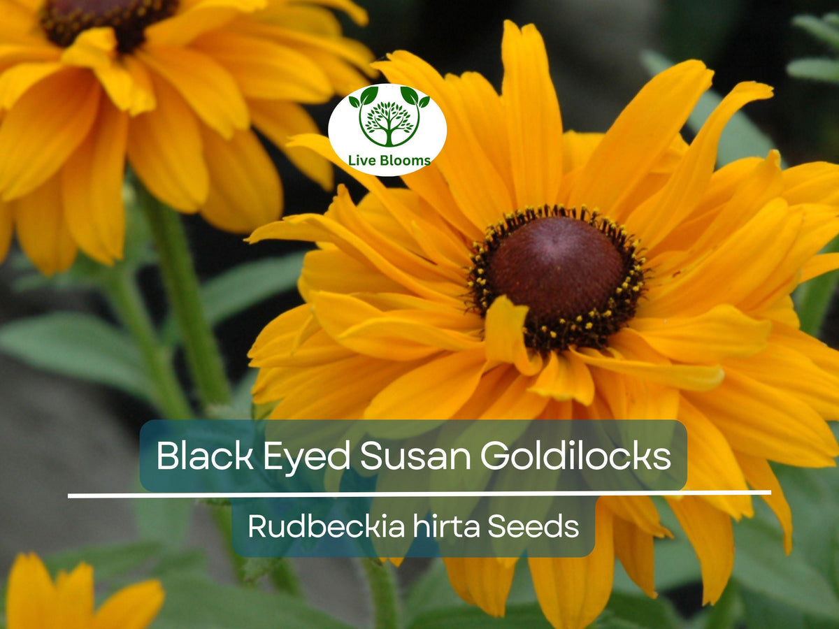 Black Eyed Susan Seeds, Rudbeckia hirta, Double Blooms, Perennial, Non-GMO, Pollinator-Friendly, Vibrant Flowers, Garden Plant, Wildflower
