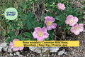 Rosa woodsii Seeds, Common Wild Rose, Prairie Rose, Native Pink Flowering Shrub, 25 Seeds