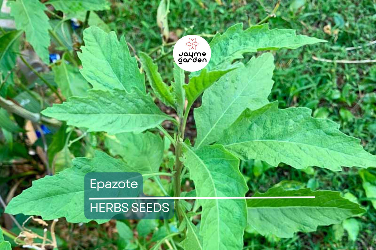 300 Epazote Seeds – Non-GMO Mexican Herb for Cooking & Medicinal Use, Chenopodium ambrosioides