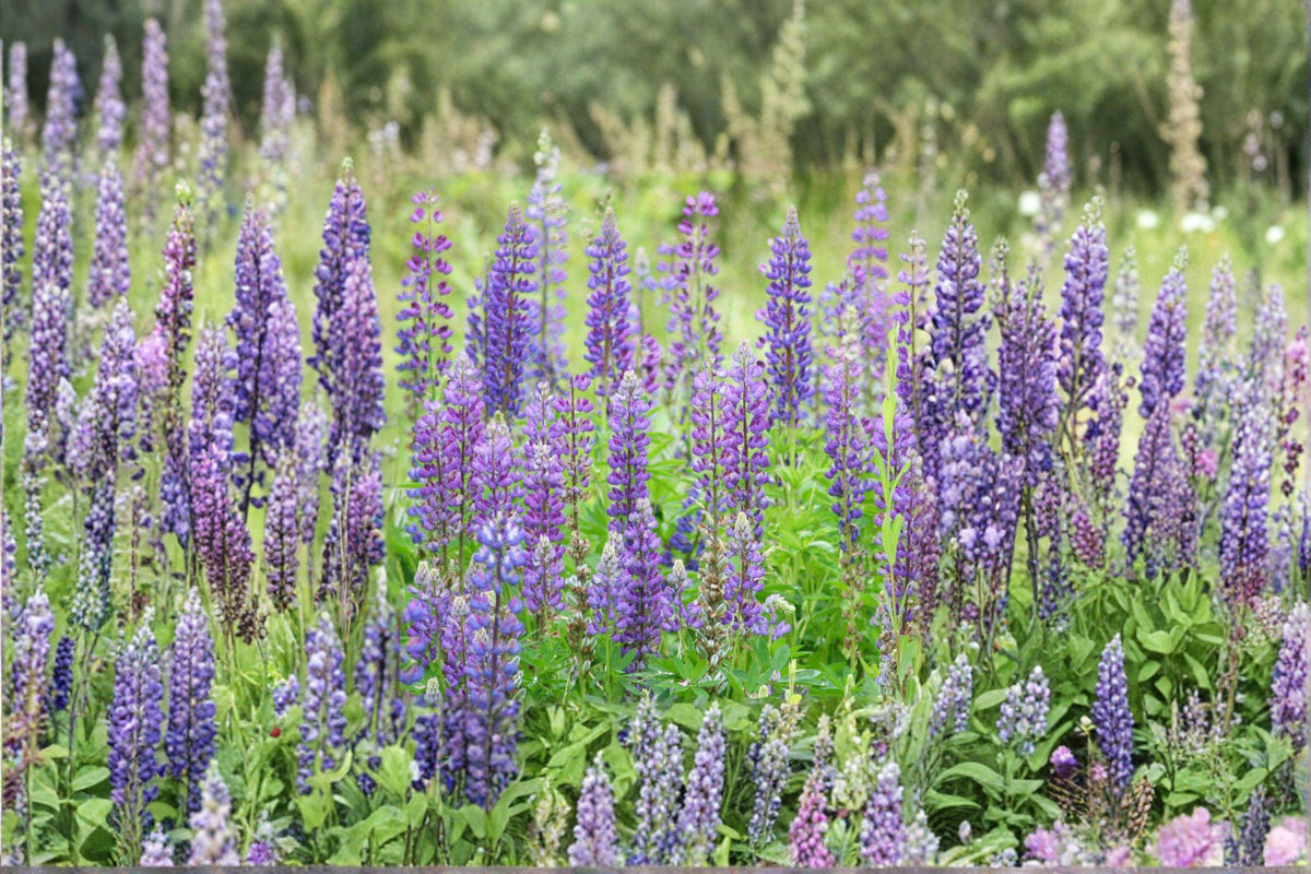 Perennial Blue Lupine Seeds | 25 Viable Seeds | Hardy Pollinator Favorite | Lupinus polyphyllus for Gardens & Meadows
