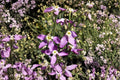 100 Seeds of Evening Scented Stock (Matthiola longipetala) Fragrant Night Blooming Flower, Annual for Gardens & Containers
