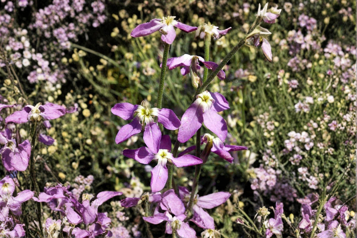 100 Seeds of Evening Scented Stock (Matthiola longipetala) Fragrant Night Blooming Flower, Annual for Gardens & Containers