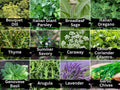 Herb Seeds Variety Pack – 12 Culinary Herbs Including Basil, Thyme, Parsley, Sage, Oregano, Lavender, Dill, Chives, Cilantro, Caraway, Summer Savory, Arugula