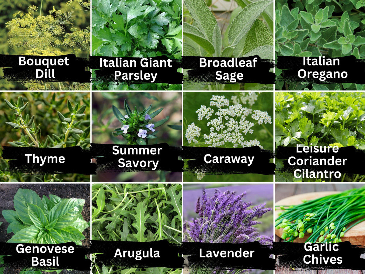 Herb Seeds Variety Pack – 12 Culinary Herbs Including Basil, Thyme, Parsley, Sage, Oregano, Lavender, Dill, Chives, Cilantro, Caraway, Summer Savory, Arugula