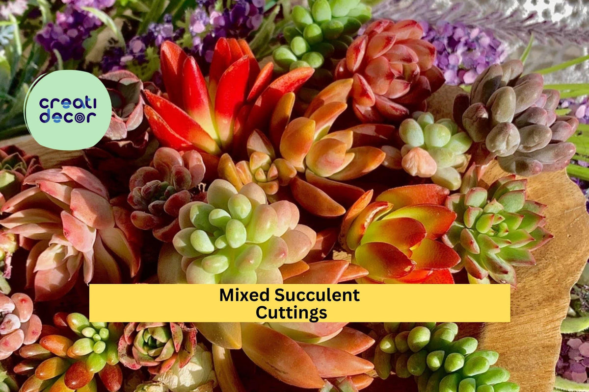 Succulent Cuttings 12 Pack – Green Varieties for DIY Terrariums, Garden Projects & Gifts – Crassula, Echeveria, Sedum