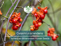 30 Seeds Celastrus scandens American Bittersweet Native Climbing Vine for Garden, Landscaping & Wildlife Habitat