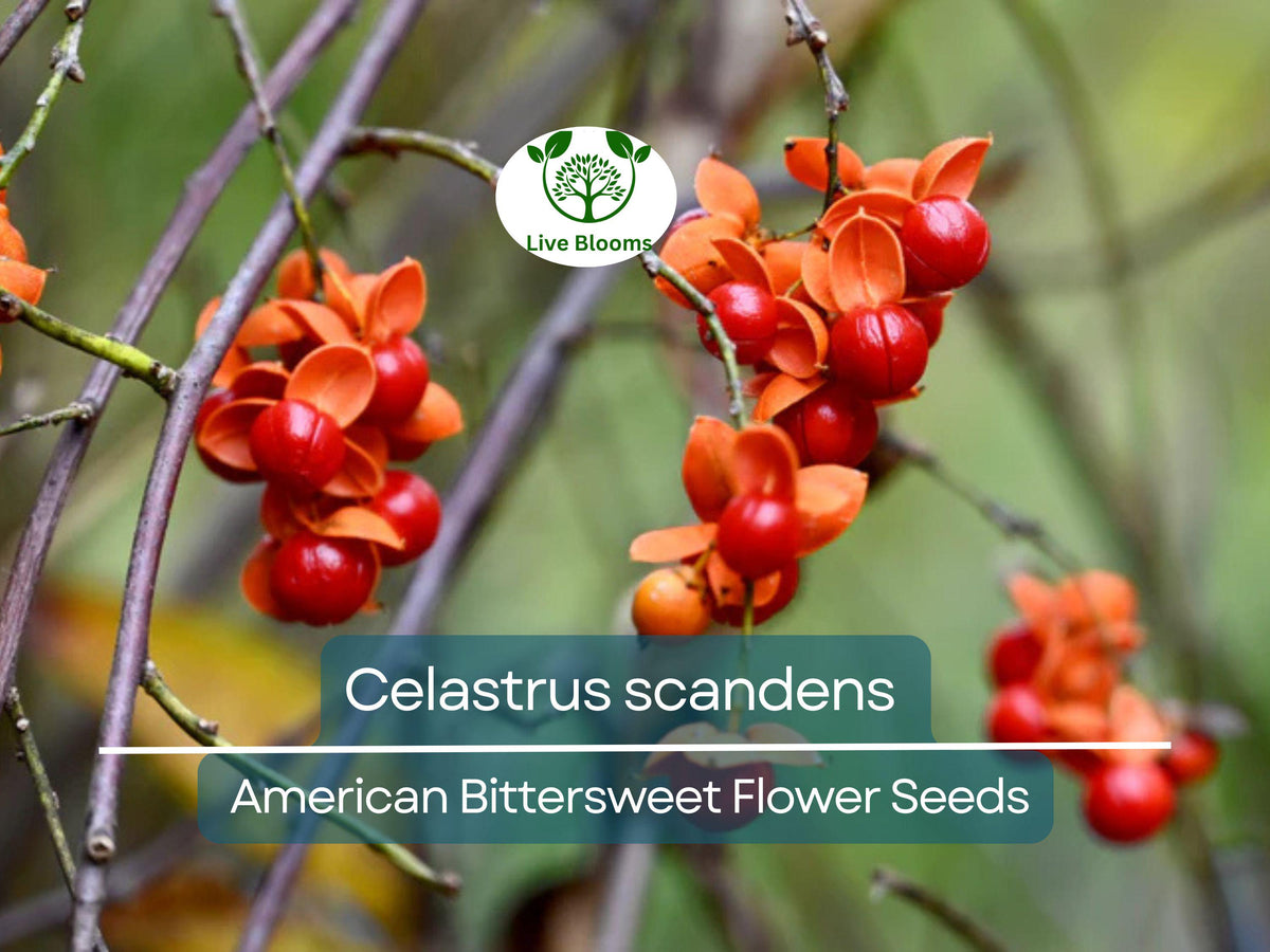 30 Seeds Celastrus scandens American Bittersweet Native Climbing Vine for Garden, Landscaping & Wildlife Habitat