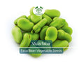 5 Seeds Fava Bean Vicia faba Heirloom Legume for Gardening & Culinary Use, Nutritious, Cool Weather Planting