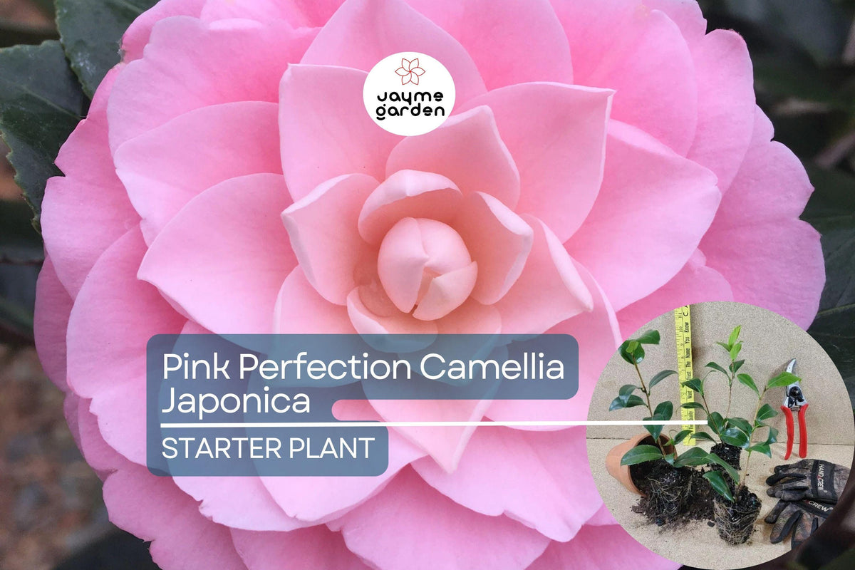 Pink Perfection Camellia Japonica Live Starter Plant | Pale Pink Double Blooms | Evergreen Shrub for Shade Gardens Zones 7b-10