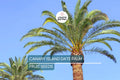 10 Canary Island Date Palm Seeds Phoenix Canariensis Hardy Tropical Palm for Landscaping & Indoor Growth