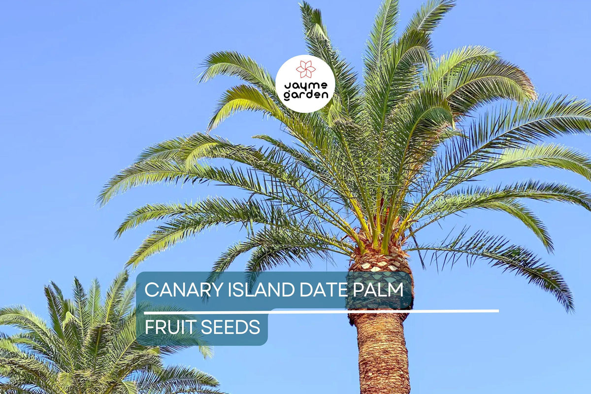 10 Canary Island Date Palm Seeds Phoenix Canariensis Hardy Tropical Palm for Landscaping & Indoor Growth