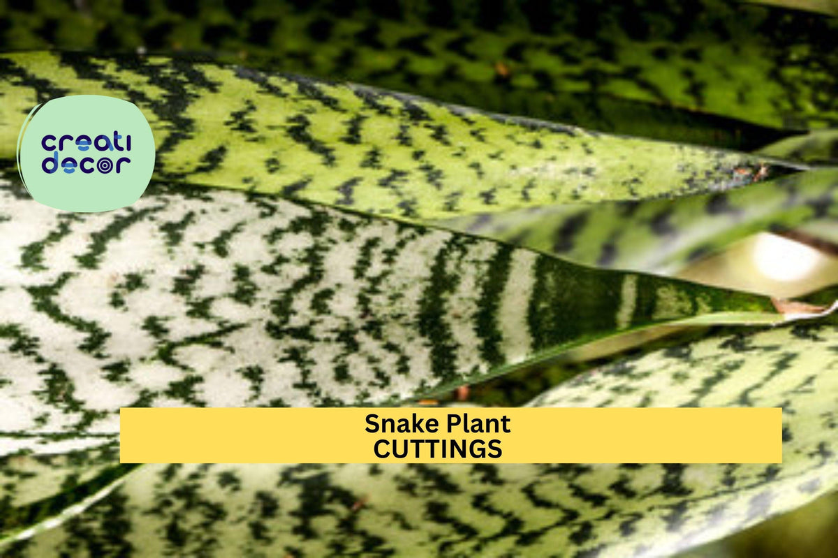 Snake Plant Leaf Cuttings Set | Sansevieria trifasciata | Organic Hawaii Grown Houseplant Propagation Starter Pack
