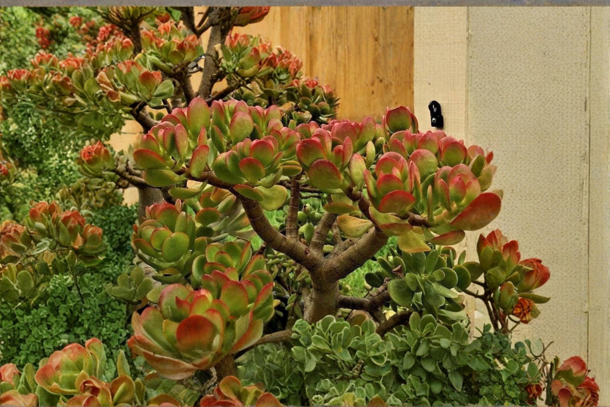 Jade Plant Cuttings 3-5" Crassula ovata Unrooted Succulent Indoor Houseplant