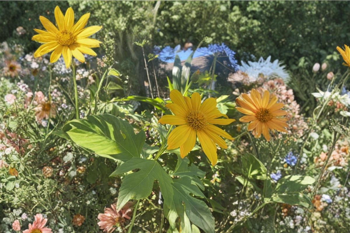 Mexican Sunflower Cuttings - 8 Inch Tithonia diversifolia Tropical Plant for Warm Climates