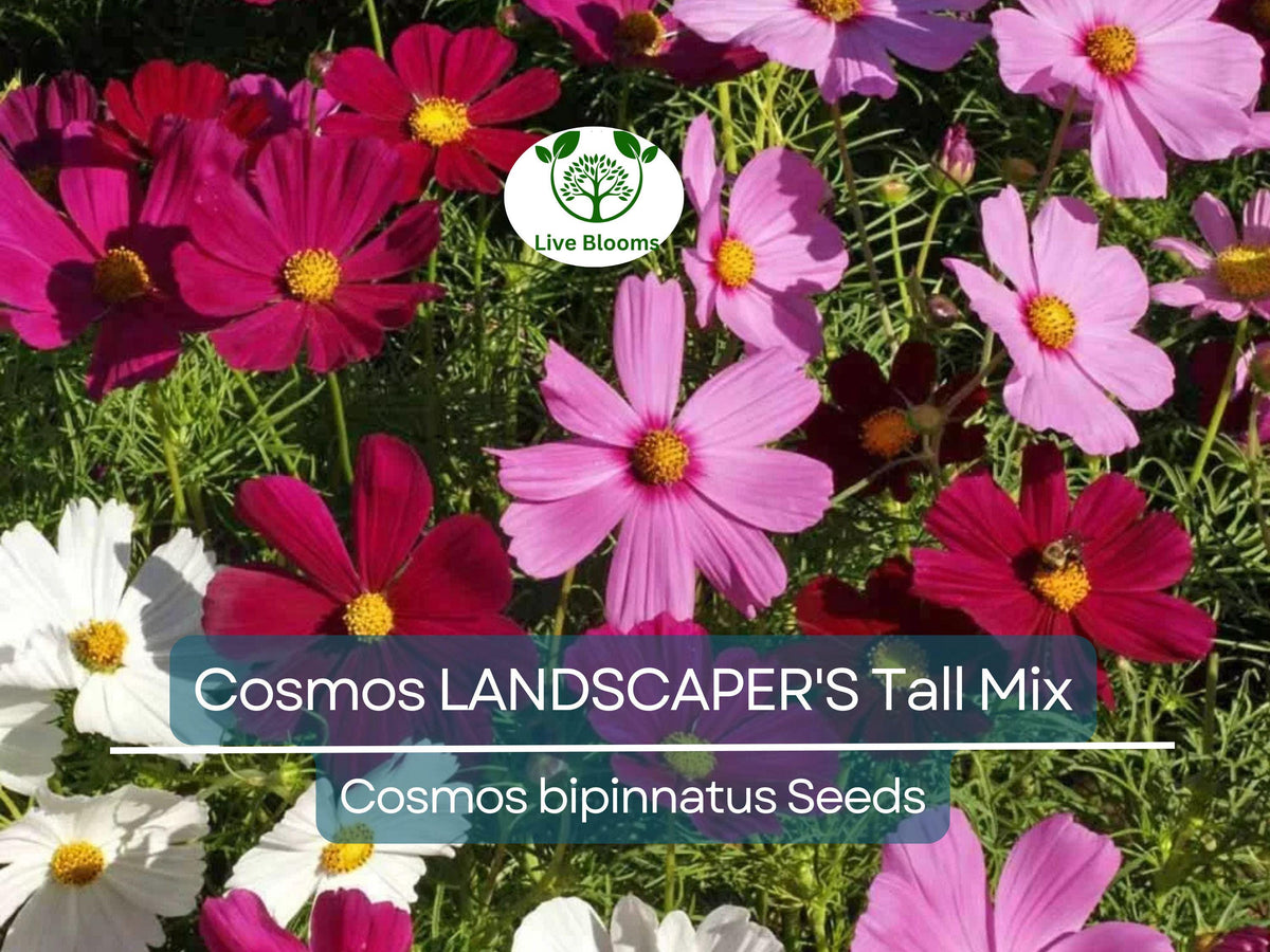 Cosmos bipinnatus Tall Mix Seeds – Bulk 500 Non-GMO Wildflower Seeds for Pollinators, Cut Flowers & Naturalized Gardens