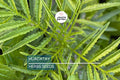 Huacatay Seeds | Organic Black Mint | Tagetes Minuta | Peruvian Culinary & Medicinal Herb