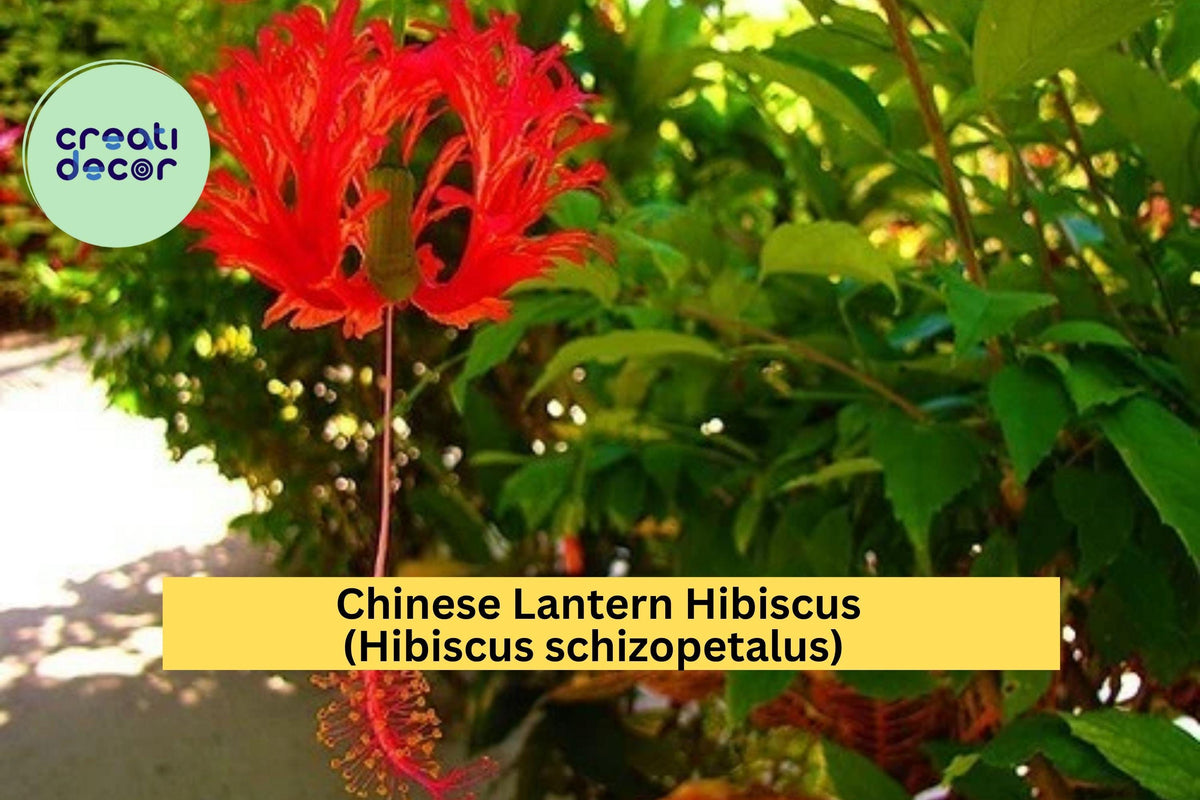 Chinese Lantern Hibiscus Live Starter Plant – Hibiscus schizopetalus – Tropical Red Fringed Flowering Shrub, Bare Root