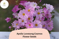 200+ Apollo Lovesong Cosmos Seeds | Pink & White Cosmos bipinnatus Annual for Gardens, Borders & Cut Flowers