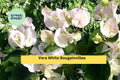 Vera White Bougainvillea Live Rooted Starter Plug Plant Tropical Flowering Vine for Trellis, Fence, Container Garden