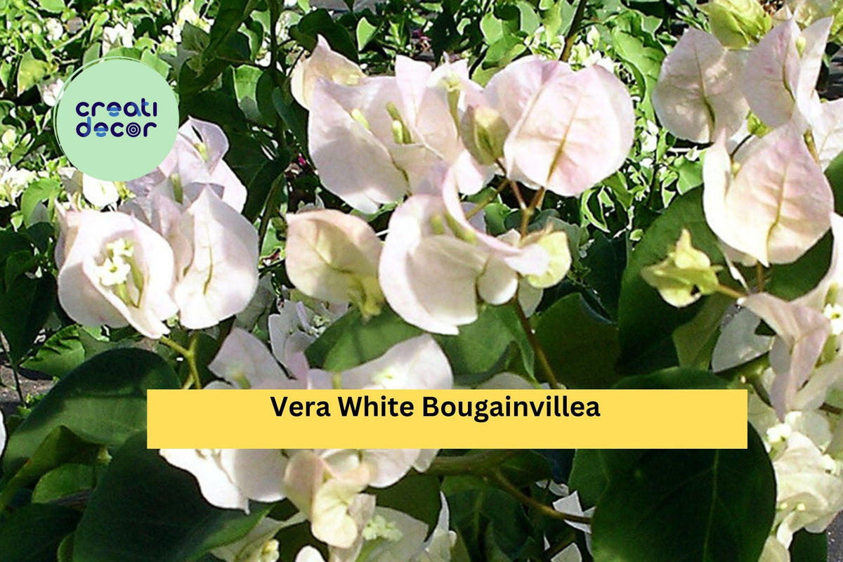 Vera White Bougainvillea Live Rooted Starter Plug Plant Tropical Flowering Vine for Trellis, Fence, Container Garden