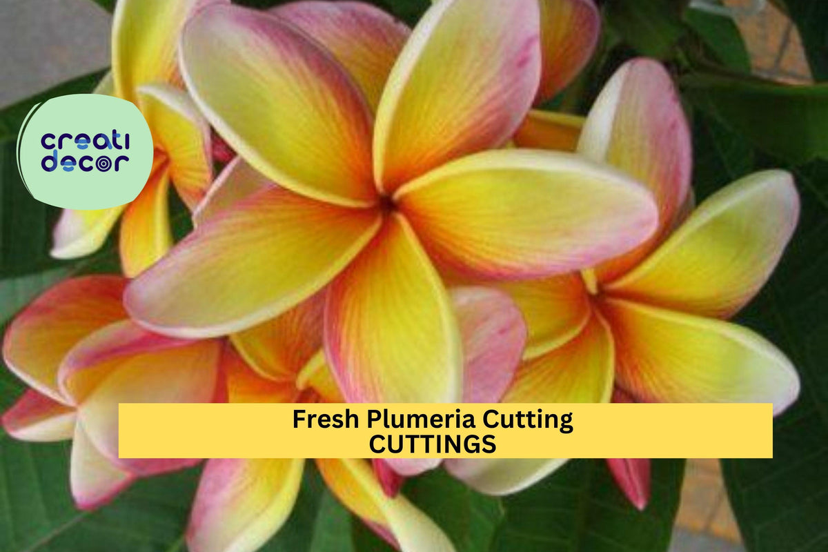Fresh Plumeria Cutting 12"+ | Frangipani Tree Starter | Tropical Flowering Plant | Unrooted for Propagation | Fragrant Blooms