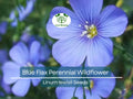 Blue Flax Seeds - Perennial Wildflower, Drought Tolerant, Native North American, Pollinator Friendly, Non-GMO, 500 Seeds