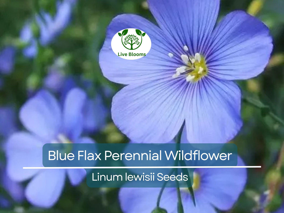 Blue Flax Seeds - Perennial Wildflower, Drought Tolerant, Native North American, Pollinator Friendly, Non-GMO, 500 Seeds