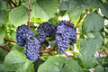 Blue Grape Vine Cuttings, 10 Unrooted Vitis spp., Cold Hardy Climbing Fruit Vine for Garden Trellises