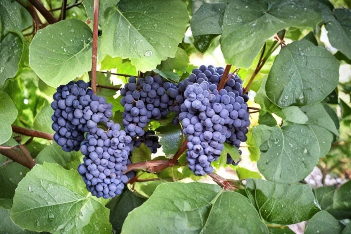 Blue Grape Vine Cuttings, 10 Unrooted Vitis spp., Cold Hardy Climbing Fruit Vine for Garden Trellises