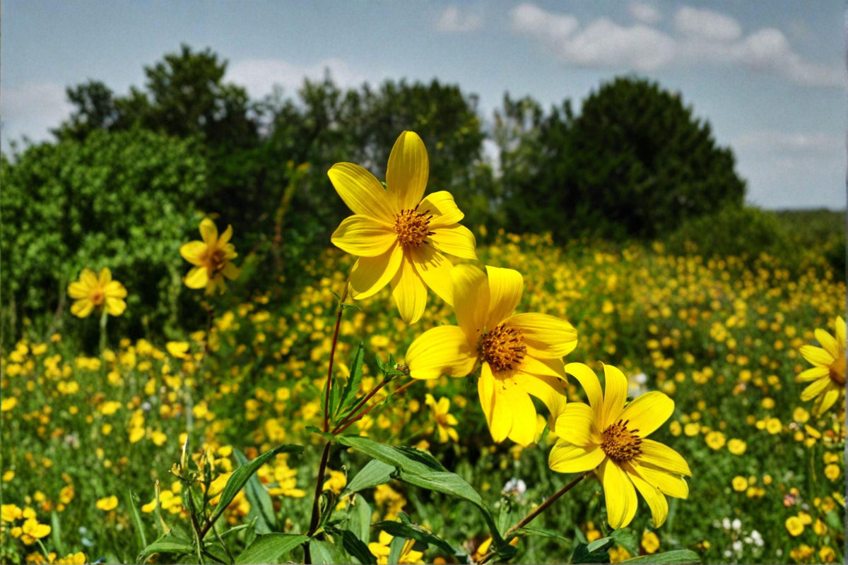Swamp Marigold Seeds – Bidens aristosa Native Wildflower for Pollinators, Moist Soil, Bright Yellow Blooms, 30 Seeds