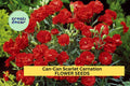 Can-Can Scarlet Carnation Seeds – Ruffled Red Flowers for Garden, Borders & Bouquets – Dianthus caryophyllus, 200+ Seeds