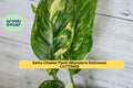 Epipremnum Pinnatum Albo Variegated Cutting | Rare Indoor Aroid Vine | White-Marbled Leaves | Collector’s Houseplant